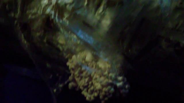 как растут вешенки смотреть онлайн