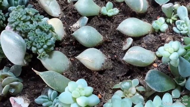 Сколько потребуется времени, чтобы вырастить суккулент из листа? Часть 1. смотреть онлайн