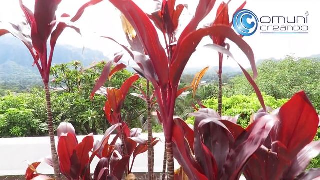 Tepoztlán Morelos pueblo mágico смотреть онлайн