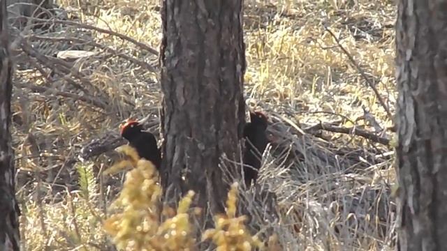 Токующие черные дятлы смотреть онлайн