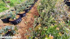 Возраст саженца ГОЛУБИКИ. Какие саженцы лучше: 1,2,3 года? Belklubnika.by