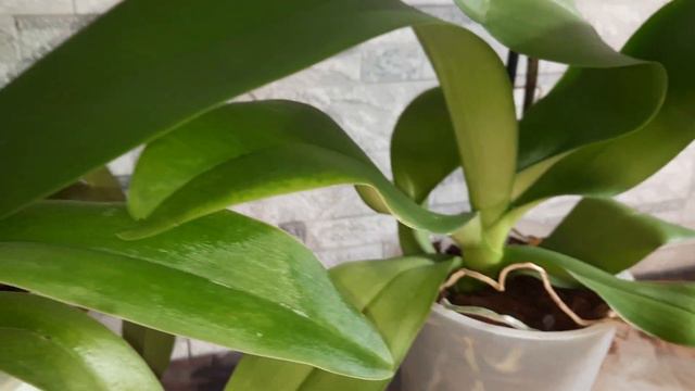 ПОКУПКА ОРХИДЕИ АЛАБАСТЕР.ДОМАШНЕЕ ЦВЕТЕНИЕ БЕЛОГО БАШМАЧКА  .  РОЗИ ДОУН //14.01.24//