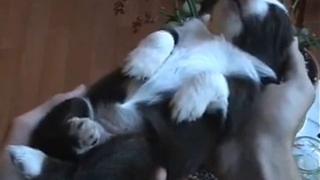 Little Mini Aussie Pups Taking a Nap смотреть онлайн