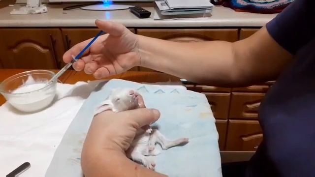 Кормление крольчаток из шприца смотреть онлайн