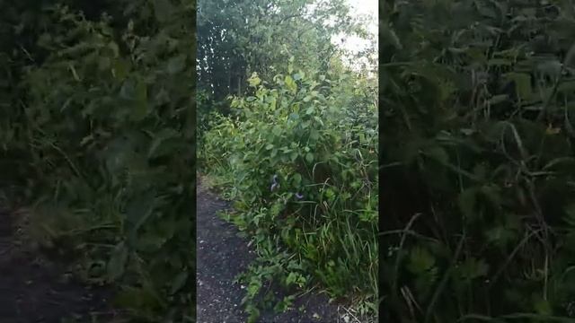 Дача Славянка садовое общество смотреть онлайн