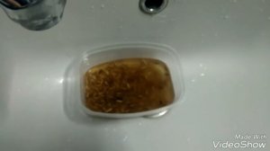 Как прорастить овес (зелень) для животных.