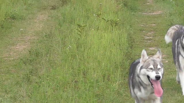 Как мы гуляем/ Хаски.... очень много Хасок)) смотреть онлайн