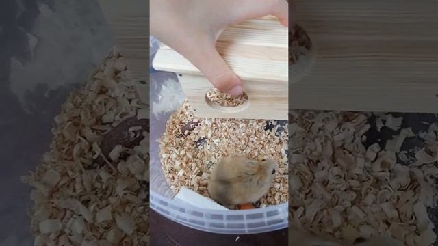 Хомяк карликовый, не кусается смотреть онлайн