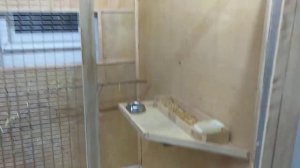 Вольер для волнистых попугайчиков.Особенности обустройства вольера и его основные характеристики