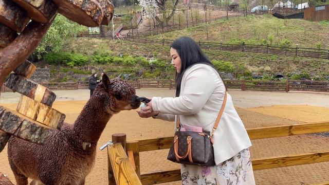 [VLOG] Альпаки в Корее (Alpaca World) смотреть онлайн