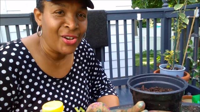 City Cottage Garden| Free Plants! Propagating Hydrangea Shrubs from Cuttings | Catherine's Garden смотреть онлайн