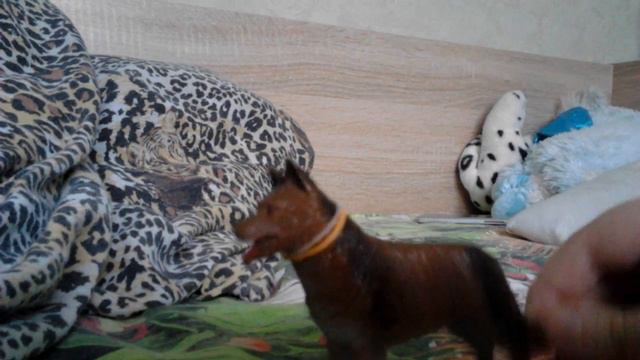 Моя коллекция собак