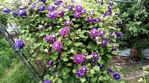 Клематис Кири те Канава.