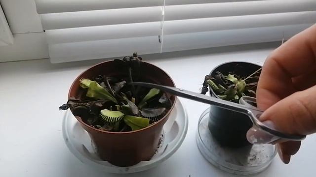 ВЕНЕРИНА МУХОЛОВКА. Уход за дионеей во время и после зимовки. Как прошла первая зимовка. смотреть онлайн