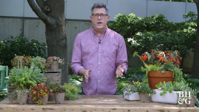 All About Sedum | The Dirt | Better Homes & Gardens смотреть онлайн