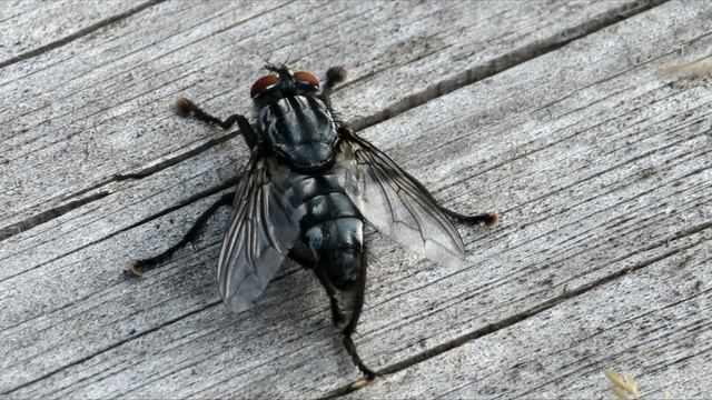 Муха серая мясная или саркофагид, Flesh flies смотреть онлайн