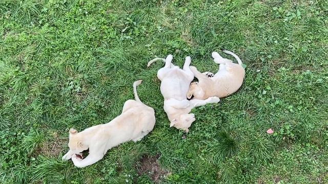 Львята / Парк Львов «ЗЕМЛЯ ПРАЙДА» смотреть онлайн