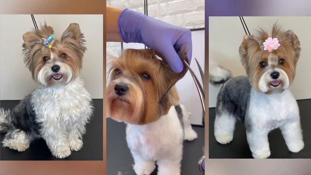 BIEWER HAIRCUT PROFESSIONAL DOG GROOMER смотреть онлайн