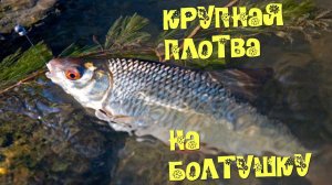 Ловля КРУПНОЙ ПЛОТВЫ на «болтушку»