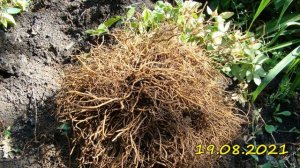 Клематисы. Комтес де Бушо