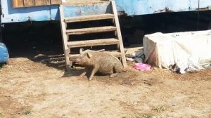 081 - Новая методика выращивания поросят. Свобода