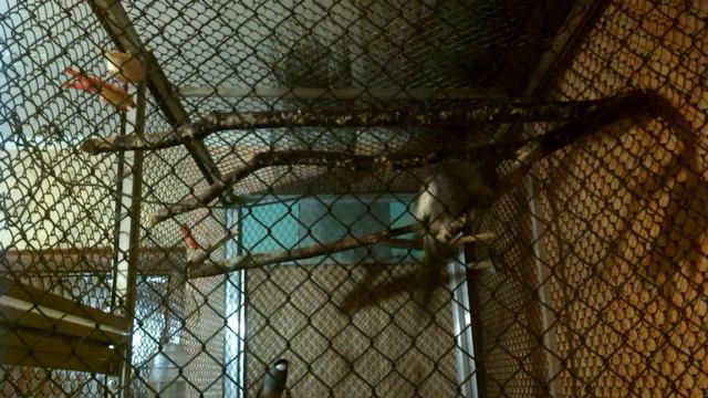 Песня Рисового Амадина . смотреть онлайн