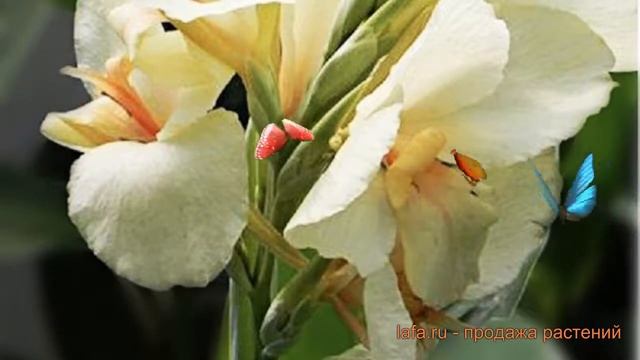 Канна зеленолистная Эрмин (canna greenleaves ermine) ? Эрмин обзор: как сажать, луковицы канну Эрми смотреть онлайн
