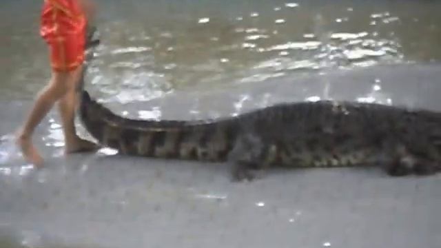 Экскурсии в Паттайе, Тайланд. Крокодиловая ферма смотреть онлайн