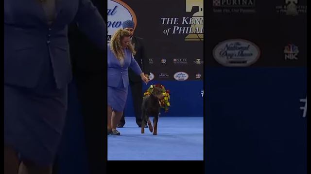 2023 National Dog Show: Doberman Pinscher Triumphs in the Working Group смотреть онлайн