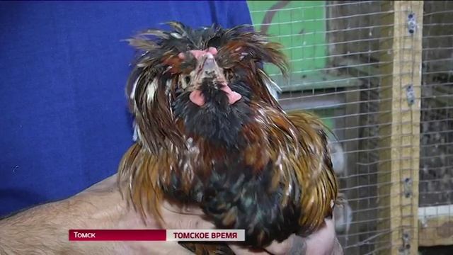 Как Томск готовился к встрече 2017-го смотреть онлайн