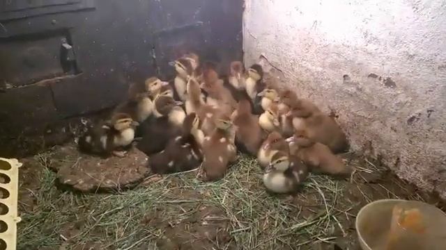 как определить пол утенка по окрасу (возможно ли это?) смотреть онлайн