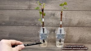 ? Оригинальное 100% УКОРЕНЕНИЕ ЧЕРЕНКОВ винограда в ВОЗДУХЕ и ВОДЕ. Умный укоренитель Егорутина.