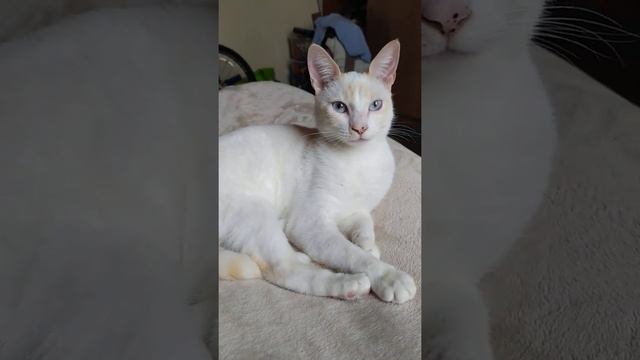 miau смотреть онлайн