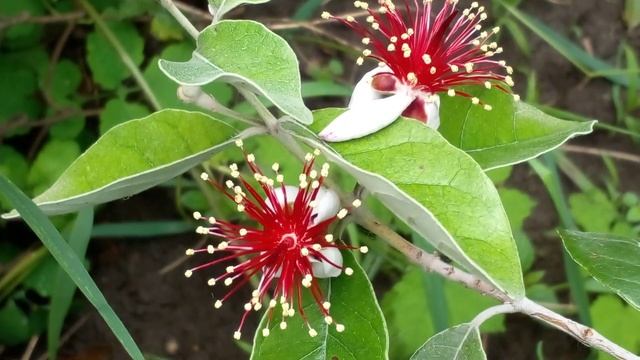 Фейхоа. ✨ Цветение ??? смотреть онлайн