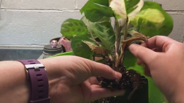 Planting A Maranta In Lechuza Pon