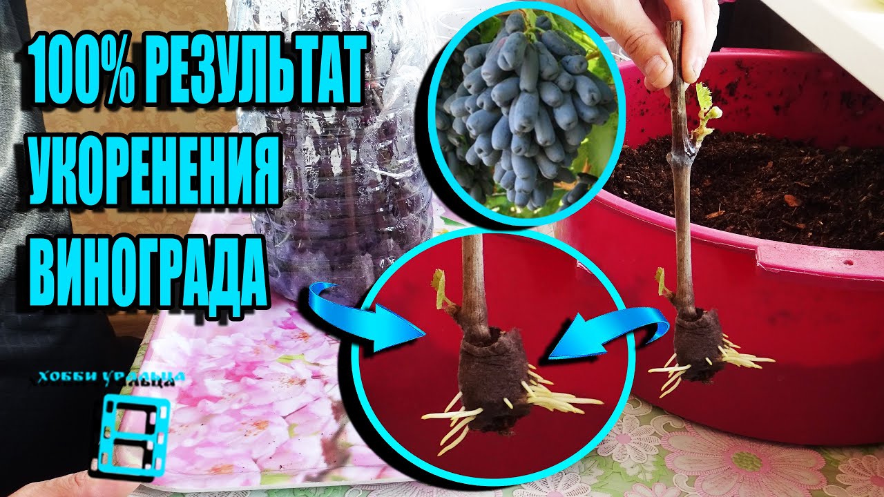 НАДЕЖНЫЙ СПОСОБ УКОРЕНЕНИЯ ЧЕРЕНКОВ ВИНОГРАДА РЕДКИХ И ЦЕННЫХ СОРТОВ. СЕВЕРНЫЙ ВИНОГРАДНИК 22-8 смотреть онлайн