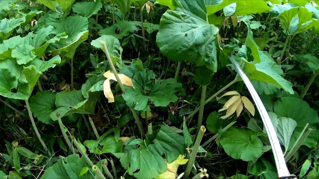 Проверка заточки катаны смотреть онлайн