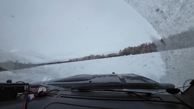 Косули не хотят уходить с дороги. смотреть онлайн