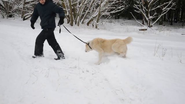 ПЛАТОН (потомок БАБУРА вл.Кяризов) смотреть онлайн