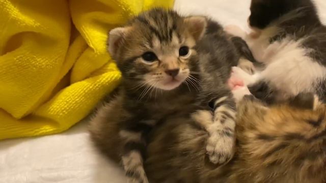 17 ДНЕЙ С КОТЯТАМИ МАСЯНИ. 😍🔥МАСЯ КУСАЕТ ФЕЛИКСА, ПОЧЕМУ?