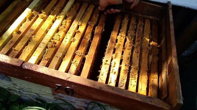 Украинская степная порода пчёл на подсолнухе в лежаку. #пасека #украинскаястепная смотреть онлайн