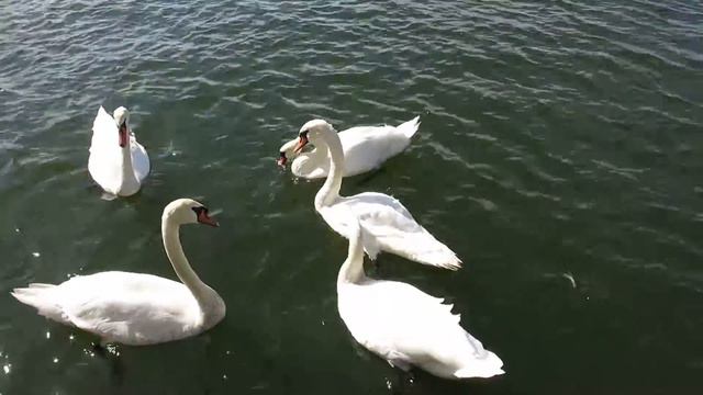 Кормление лебедей. Балтийск. Август 2017 смотреть онлайн