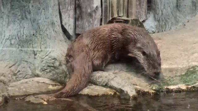 Выдры в Московском зоопарке. смотреть онлайн