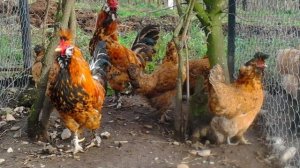 Куры Павловские золотые