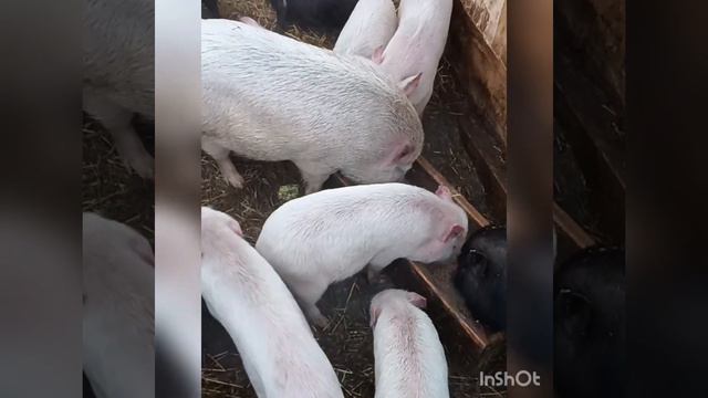 ВЬЕТНАМСКИЕ ПОРОСЯТА -СВИНЬИ - КОРМЛЕНИЕ - СОДЕРЖАНИЕ - ОПОРОС - СКОЛЬКО ПРИНОСЯТ ПОРОСЯТ смотреть онлайн