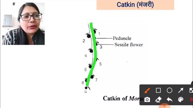 Racemose Inflorescence in plants (पादपों में असीमाक्षी पुष्पक्रम) смотреть онлайн