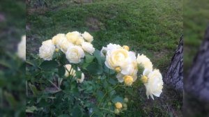 Роза Golden Border