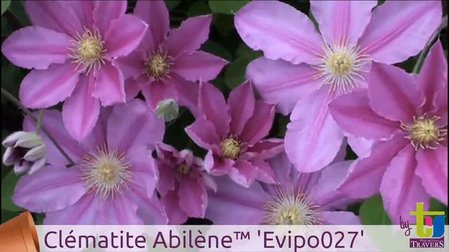 Clématite Abilène™ 'Evipo027' - Pépinières TRAVERS - Spécialiste des plantes grimpantes смотреть онлайн