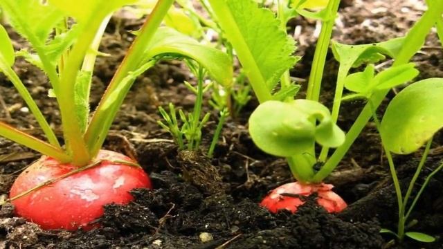 ПОСАДКА РЕДИСКИ в открытый грунт и уход за ней