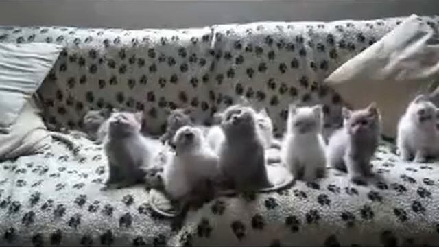 Супер котята, такое не придумаешь нарочно! смотреть онлайн